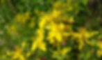 ky native st john's wort hypericum yellow _edited.jpg