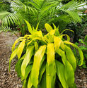 It's important to have texture and color in plantscape designs www.PembertonsGreenhouses.com/plantscaping