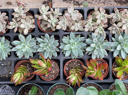 Mini succulents