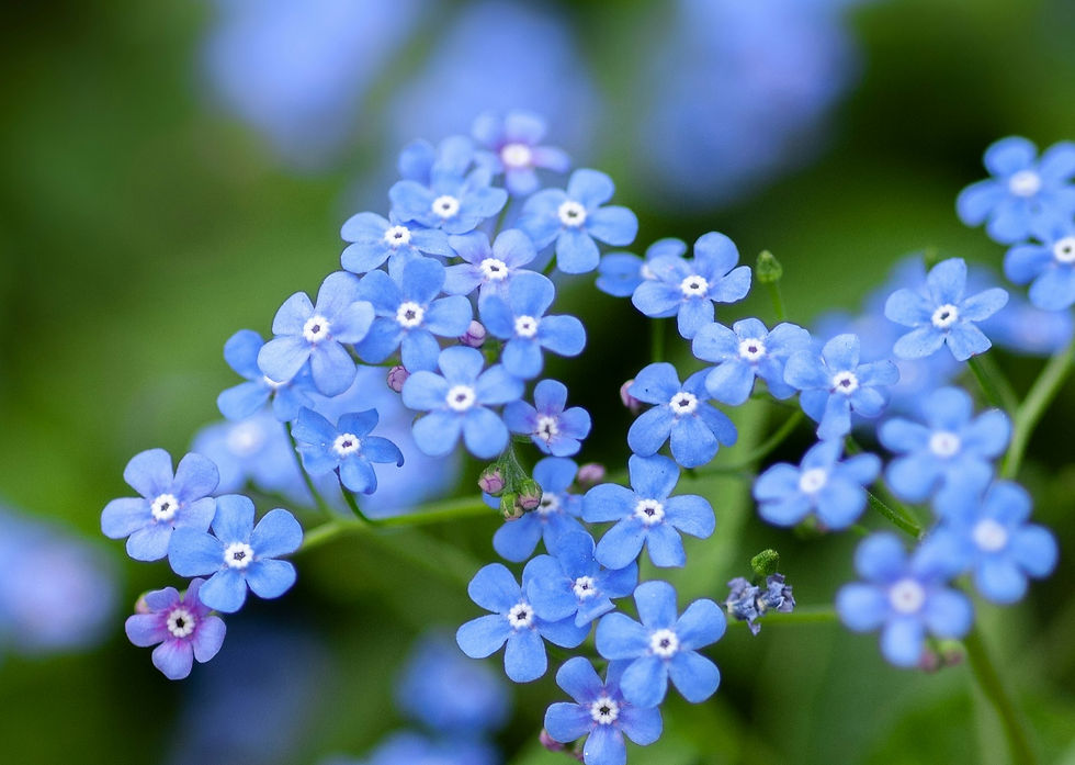 Brunnera forget me not blue flowers_edited.jpg