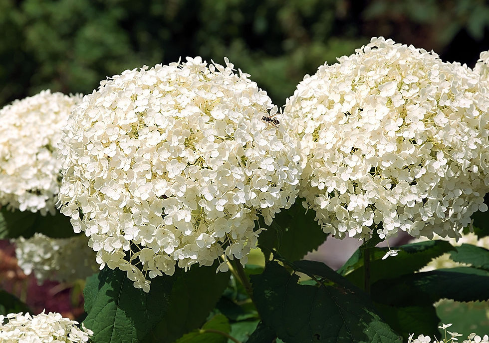 HYDRANGEA WHITE 3.jpg