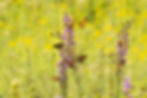 ky native liatris flowers monarch butterfly.jpg