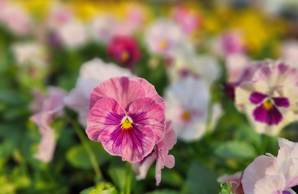 PINK MAUVE PANSY PANSIES