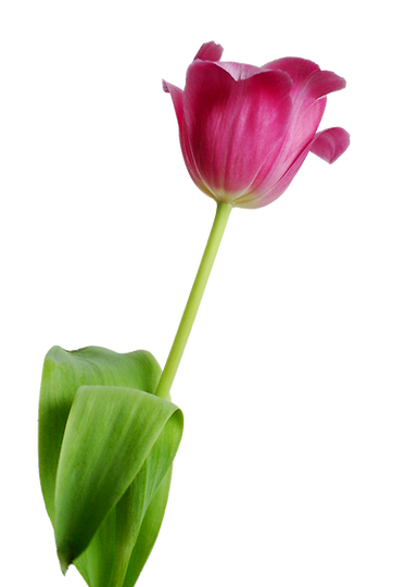 Pink tulip isolated.png