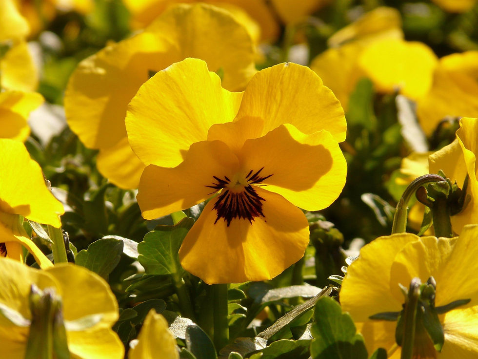 yellow pansies 2.jpg