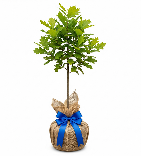 ai bur oak in burlap and blue ribbon 3.png