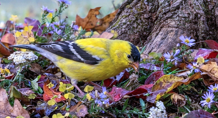 goldfinch bird eating foraging in leaves