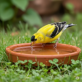 ai bird goldfinch drinking water.png