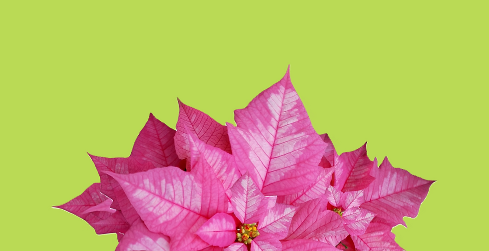 pink poinsettia isolated vector green background screenshot.png