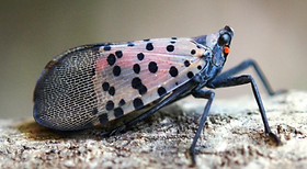 invasive spotted lanternfly 