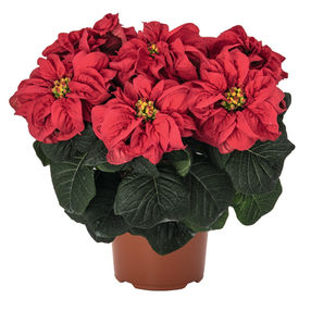 Winter Rose, an early blooming Poinsettia with red, curled bracts and dark green leaves.
Pemberton's Greenhouses, Lexington, KY