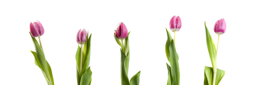 pink tulips isolated.jpg