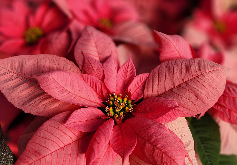 maren 2 poinsettias cropped tight horizontal