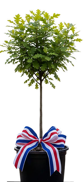 oak tree in black pot red white blue rib
