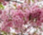 double cherry tree blossoms flowers pink_edited.jpg