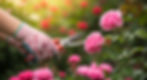 woman pruner pruning pink roses