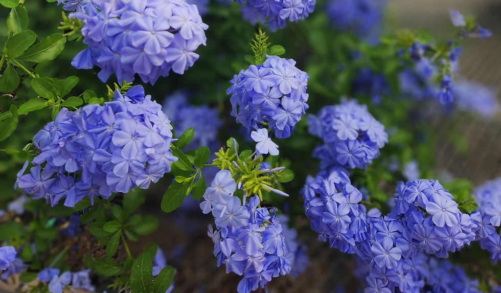 Gorgeous Plumbago growing at Pemberton's Greenhouses, Lexington, KY cropped_edited.jpg