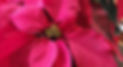 red poinsettia 5_edited.jpg
