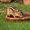 ai chipmunk drinking water_edited.jpg