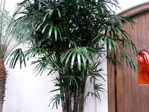 As Melhores Opções de Palmeiras para seu Apartamento: Escolha a Ideal para Você