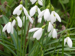 Imbolc ~ 1st February 2024