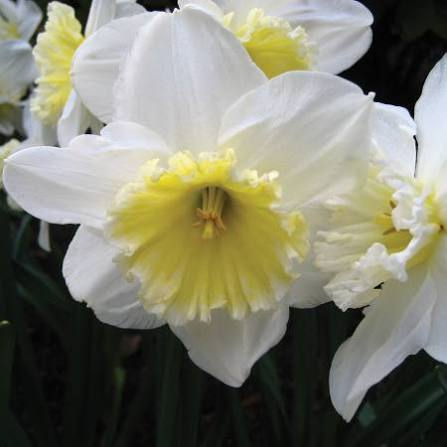 Daffodil 'Ice Follies' Bulb