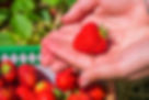 fraise