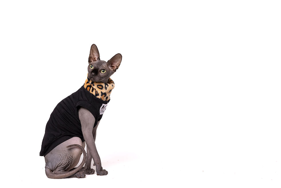 Miniatura: T-SHIRT SCALDACOLLO LEOPARD