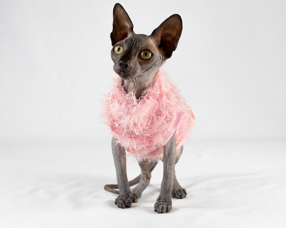 Miniatura: Maglioncino per Gatti Sphynx - STELLA ROSE