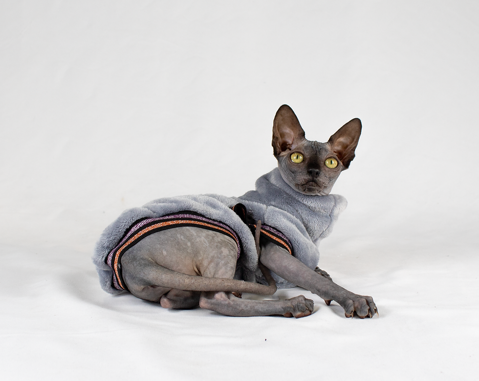 Miniatura: Pile per Gatti Sphynx - GREY