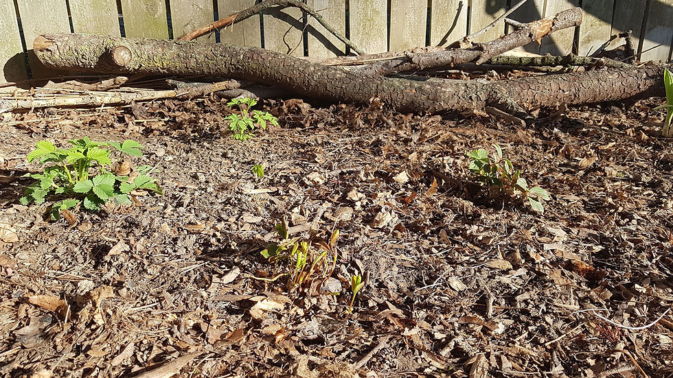 Keeping a "wild" yard