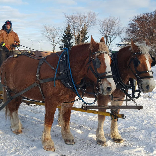 Sleigh Rides