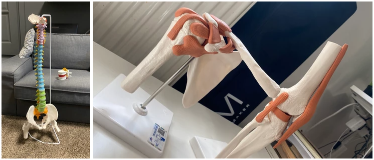 Kristóf: milyen kompetenciád van, hogy anatómiát oktatsz?