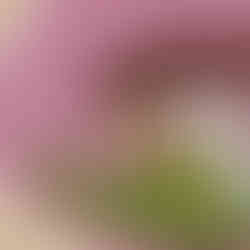 Woodland Mushroom - Advanced Embroidery DIY Craft Kit