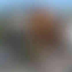 Arrows Aim Greenhouse