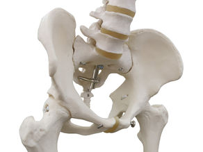 3月のテーマ:骨盤&股関節