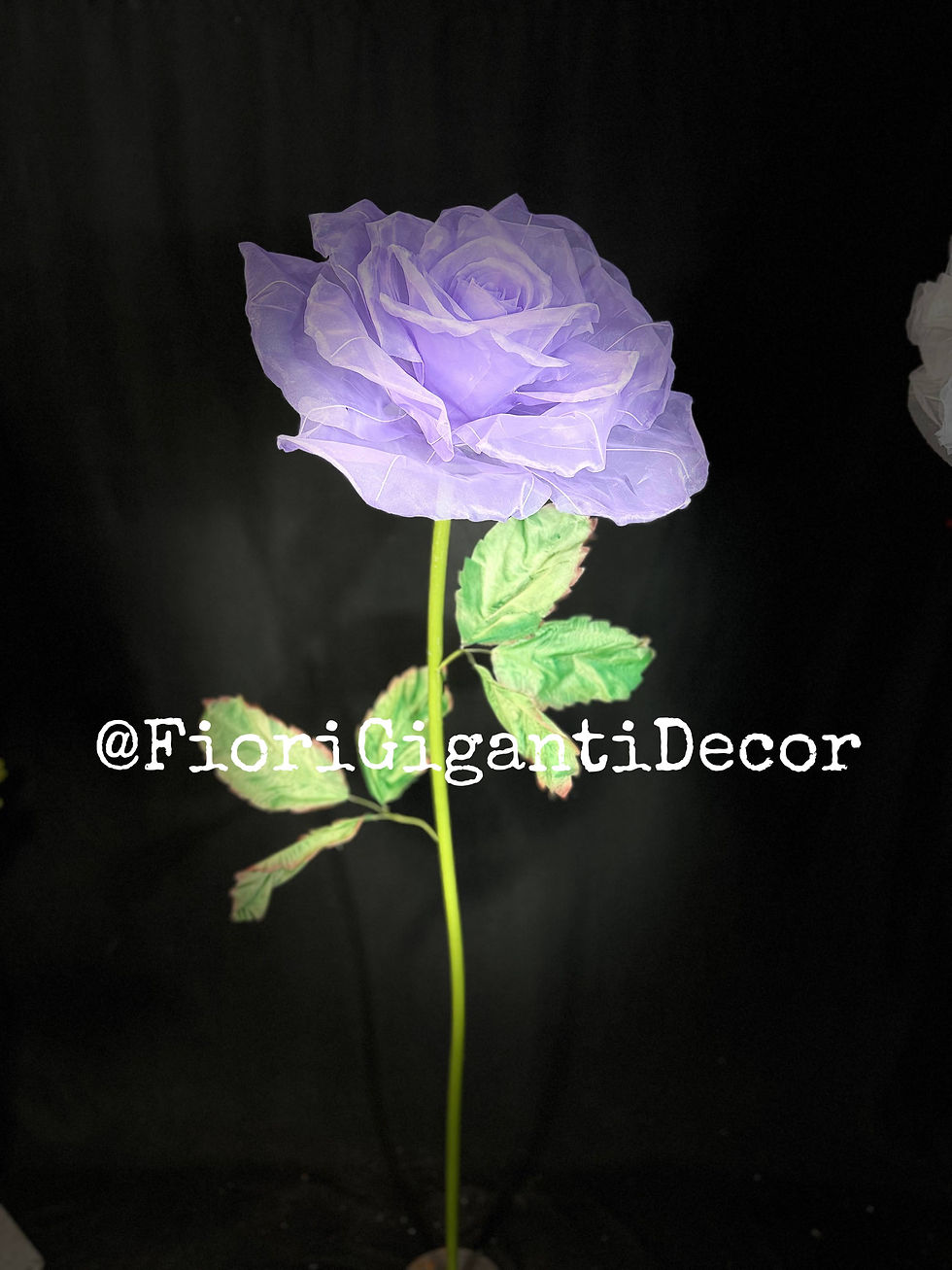 rose géante