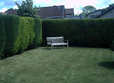 Leylandii hedge with bench