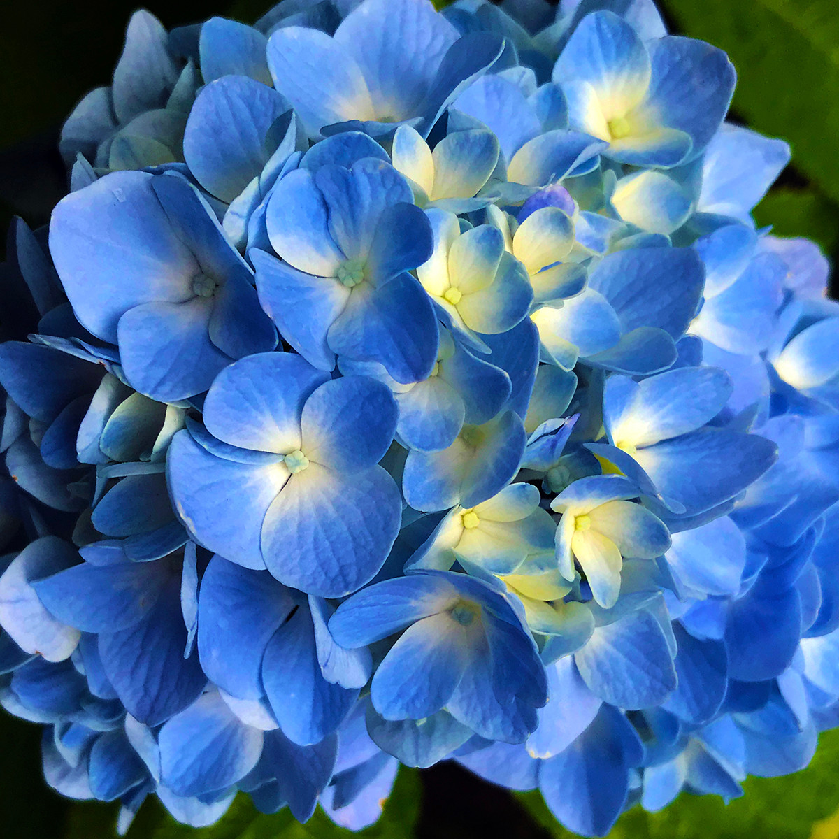 Blessed with Blue