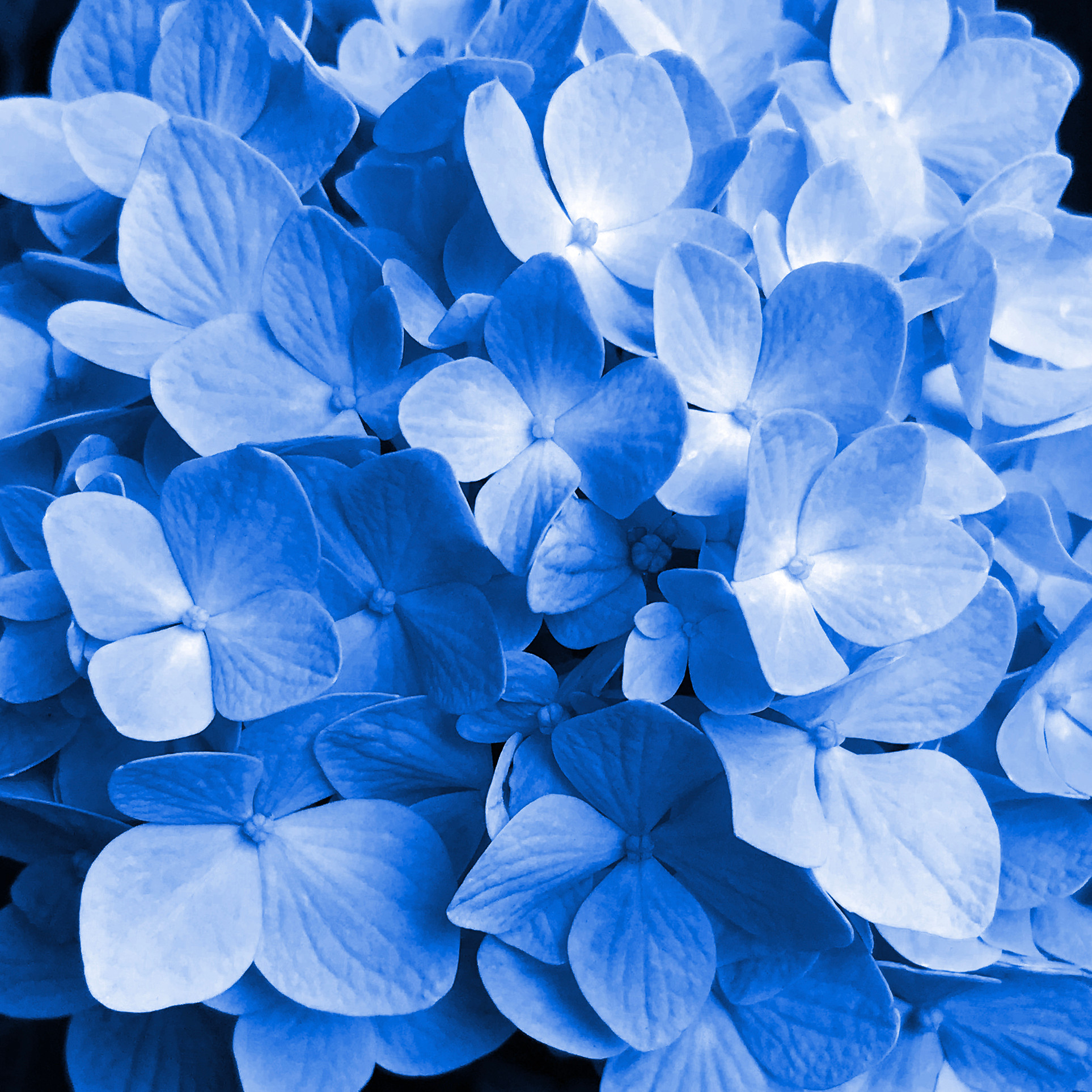 Jeanine Hydrangea