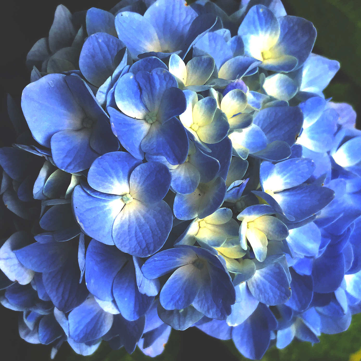 Blue & Yellow Hydrangea
