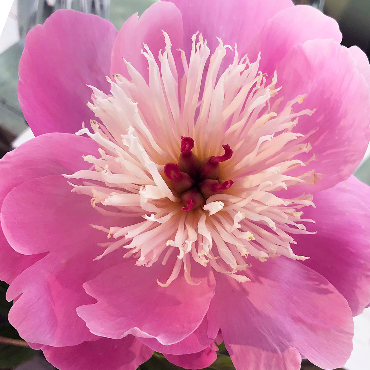 Anenome