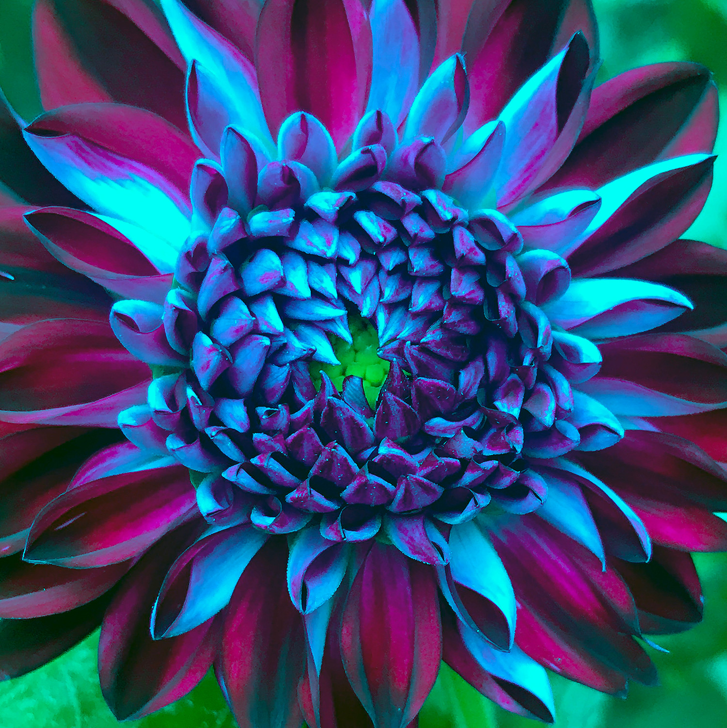 Electric Dahlia