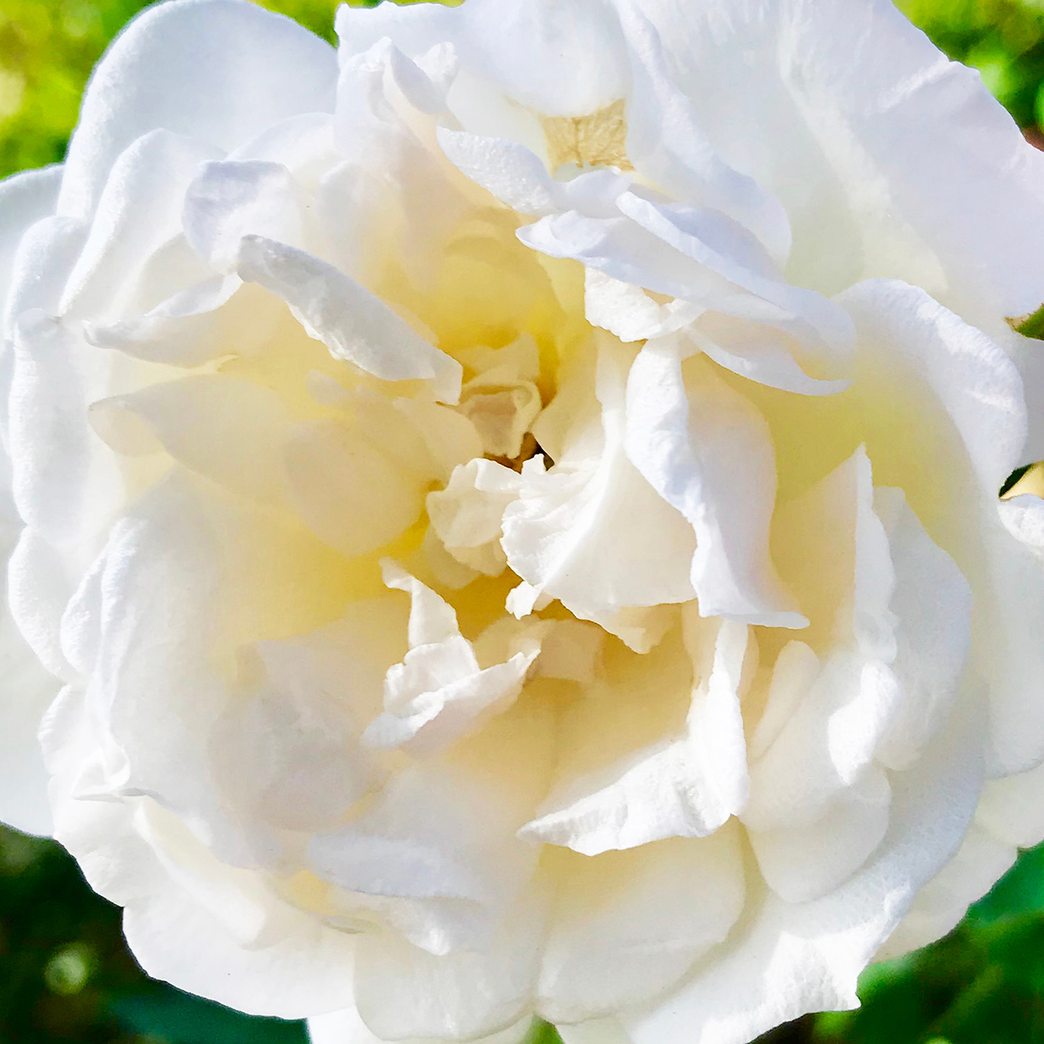 Four Arts Rose