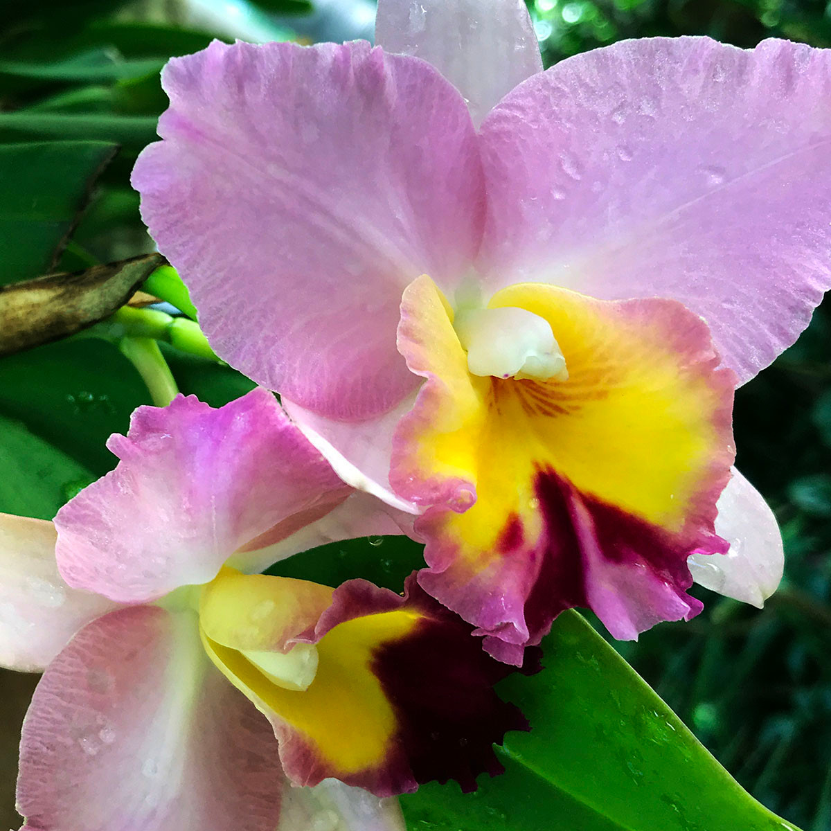 Spring Cattleya