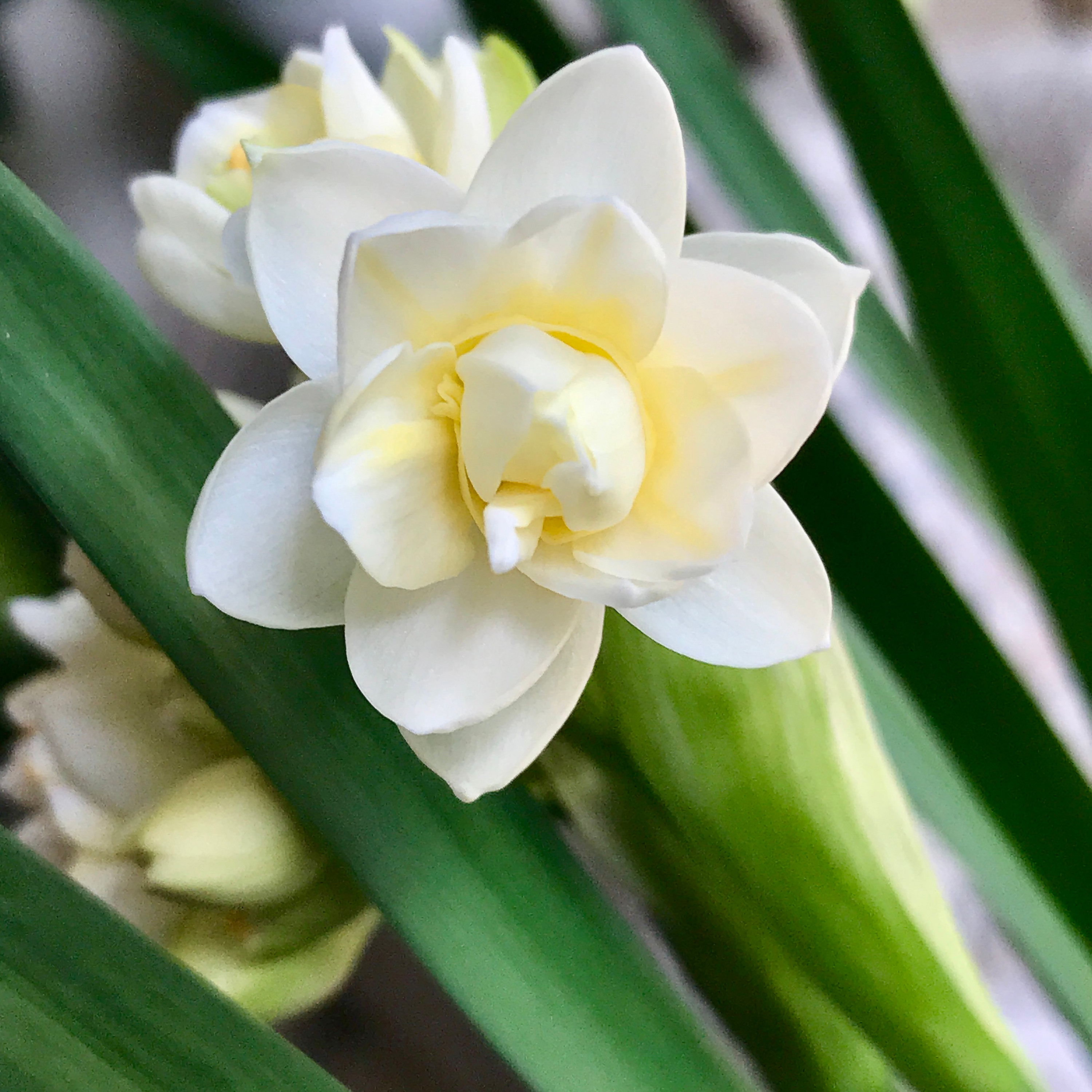 Narcissus