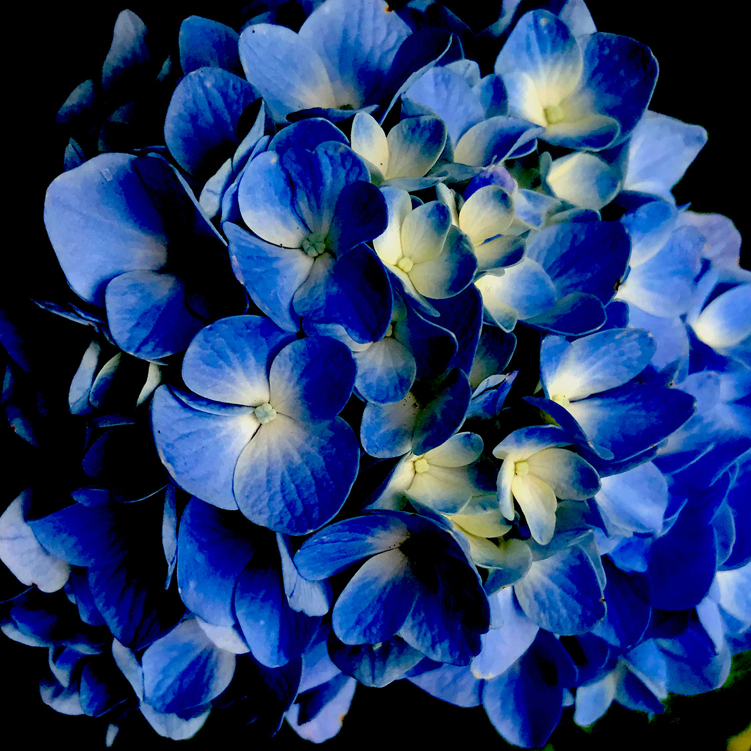 Dramatic Hydrangea