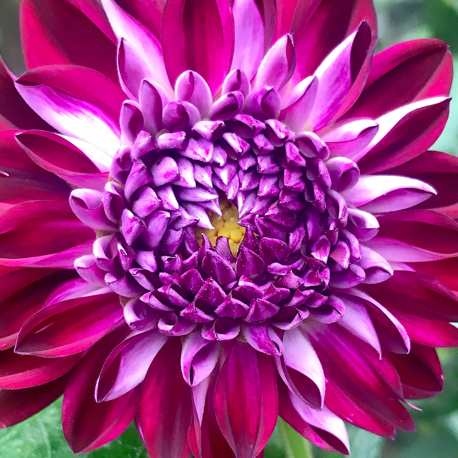 Confident Dahlia