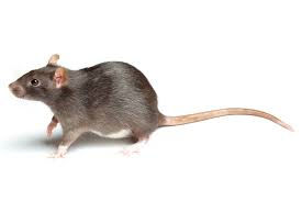 Rat 3.jpg