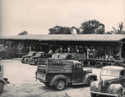 Nevada County Packing Shed, c. 1950